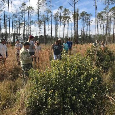 heartland_about us A group of people learn about downy rose-myrtle while standing in a longleaf pine savannah