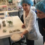 A woman in a hairnet and labcoat shows the camera a petri dish with insect larva in them which are being proposed as a biological control agent for a local invasive species.