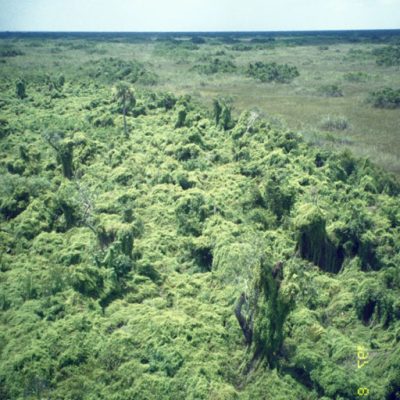 Old World fern tree Island